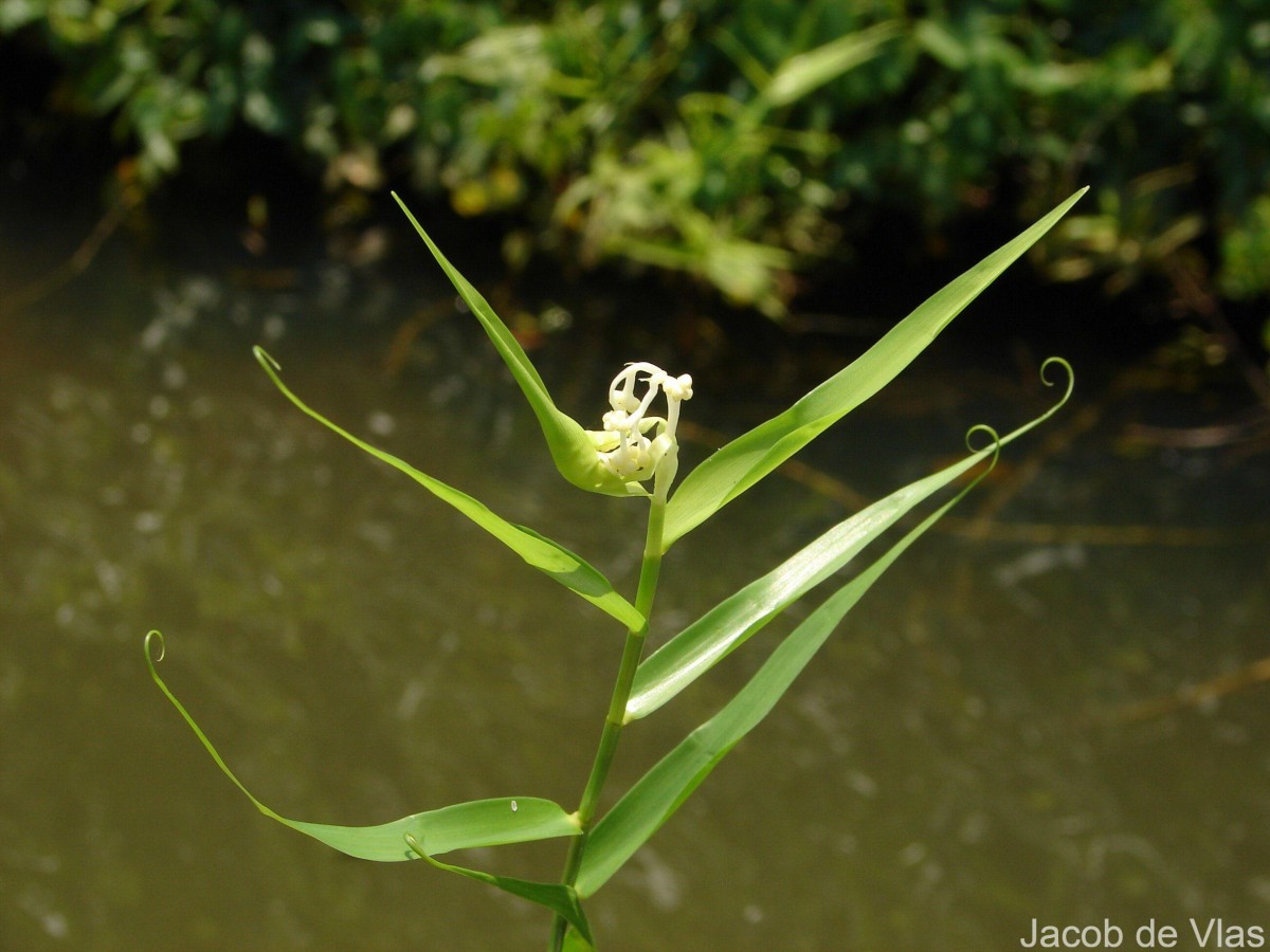 Flagellaria indica L.